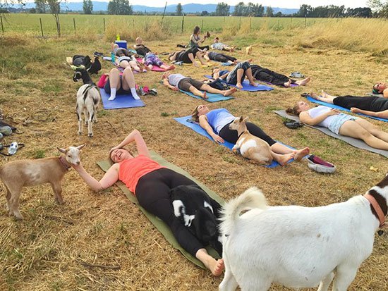 ¿Cabra Yoga?