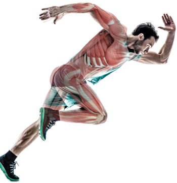 curso completo del cuerpo